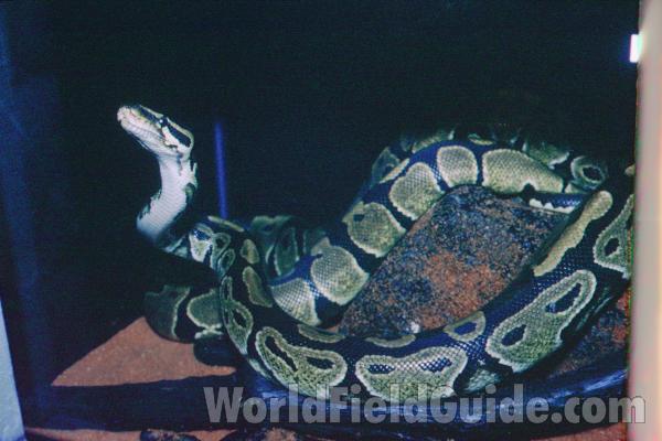 Head<br>(Location of Picture: Spokane Pet Store)<br>(Location of Picture: Gurnee Reptile Show, Illinois)