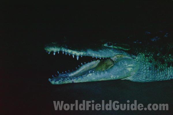 Head<br>(Location of Picture: Reptile Show, Gurnee, Ililnois, USA)