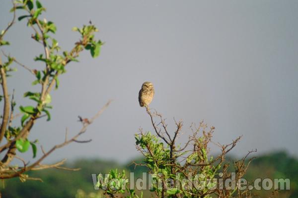 In Habitat<br>(Location of Picture: Mato Grosso, Brazil)