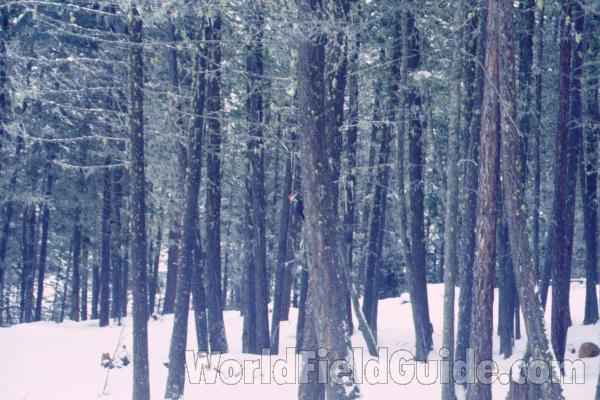 Winter Trees With Woodpecker<br>(Location of Picture: Conconully, Washington, USA)