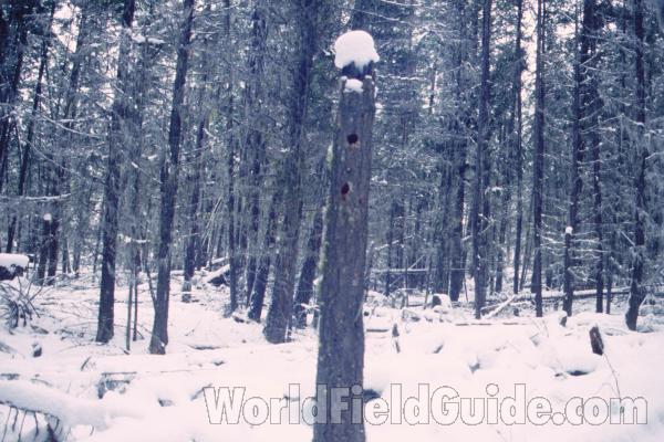 Winter Trees - Closer View<br>(Location of Picture: Conconully, Washington, USA)