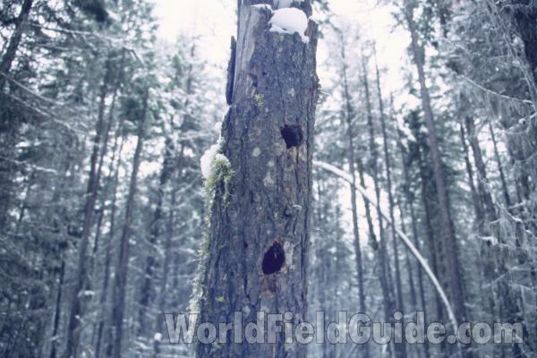Winter Tree - Woodpecker Hole<br>(Location of Picture: Conconully, Washington, USA)