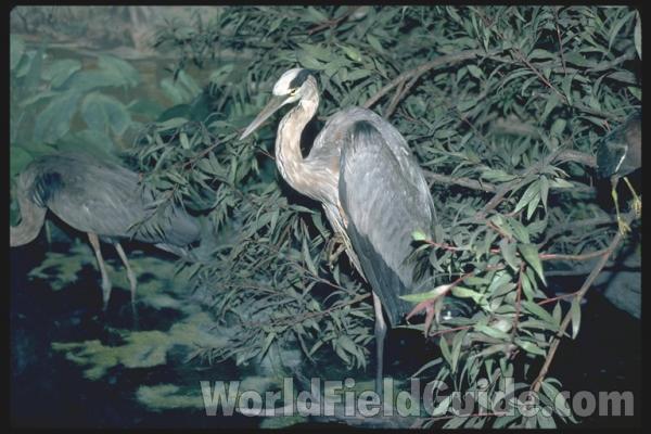 Taxidermy Specimen<br>(Location of Picture: Field Museum of Chicago)