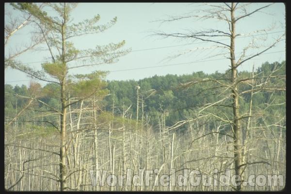 Nest Site<br>(Location of Picture: New York, USA)