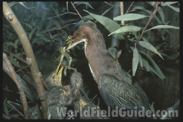 Taxidermy View<br>(Location of Picture: Field Museum of Chicago)
