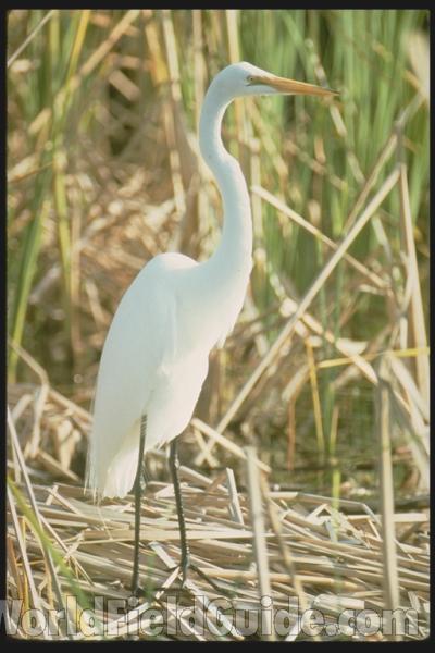 Habitat View<br>(Location of Picture: Everglades, Florida, USA)