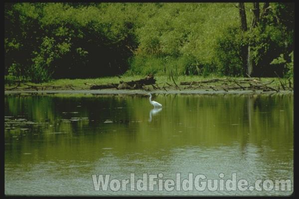 Habitat View<br>(Location of Picture: Illinois, USA)