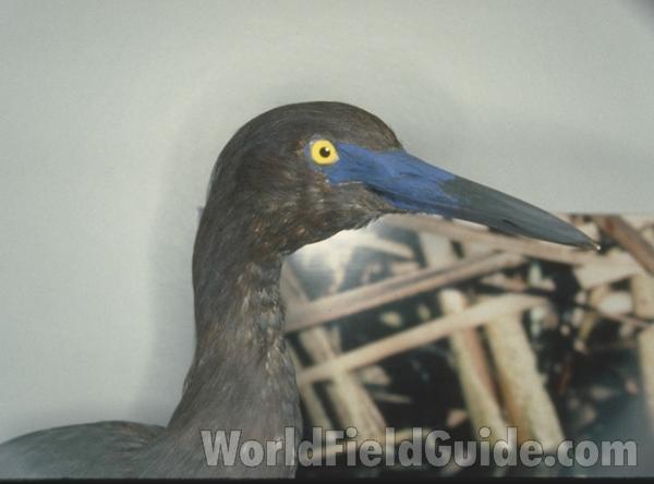 Taxidermy Specimen<br>(Location of Picture: Field Museum of Chicago)