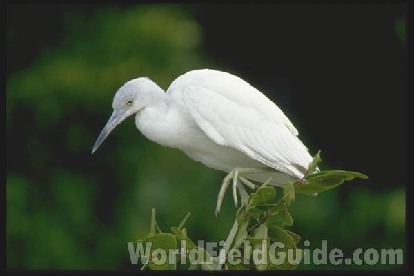White Young - Second Year<br>(Location of Picture: Florida, USA)