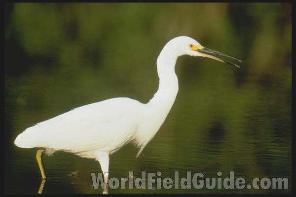 <br>(Location of Picture: Florida, USA)<br>(Location of Picture: Everglades, Florida, USA)