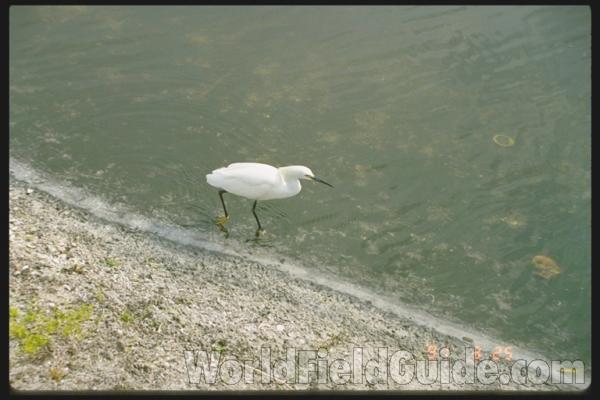 Zoo Image<br>(Location of Picture: Fort Worth Zoo)<br>(Location of Picture: Florida, USA)