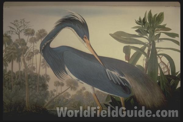 Closer View of Adult Male<br>(Origin of the Specimen: Painting Aduubon)<br>(Origin of the Specimen: Paintnig - Audubon)