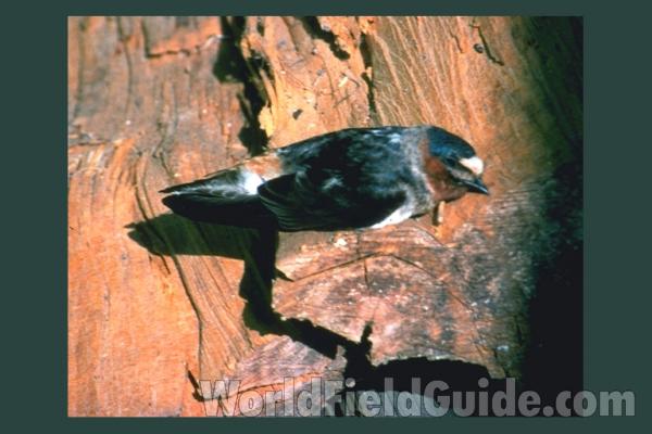 Perched Showing Dorsal Side<br>(Origin of the Specimen: Audubon Painting)<br>(Location of Picture: California, USA)