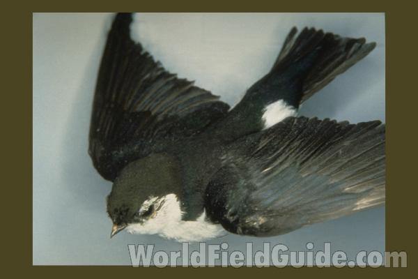 On Wire - Showing Breast<br>(Location of Picture: Okanogan, Washington, USA, 2008)