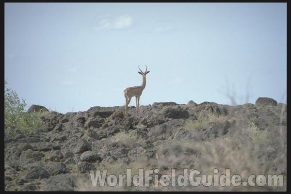 Mounted in  Bio Scape - Standing<br>(Location of Picture: Caballas, Texas, USA, 2007)