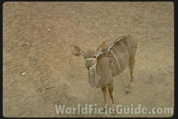 Note Large Ears - Female<br>(Location of Picture: Zoo Image)