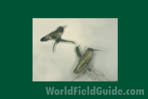 Male Above, Male Center, Female Below<br>(Origin of the Specimen: Gould: Sierra Madre in Mexico)