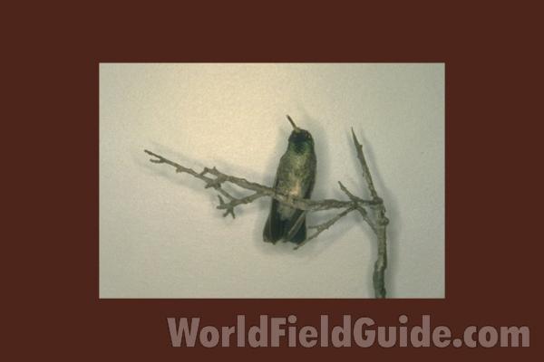Two Perched Males, and a Perched Female<br>(Origin of the Specimen: John Gould, Guatemala and Mexico)<br>(Location of Picture: FMNH of Chicago)