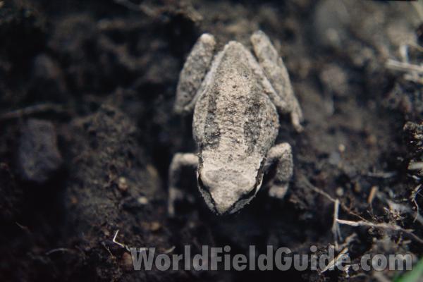 Dorsal View<br>(Location of Picture: Neville Ridge, Washington, USA)