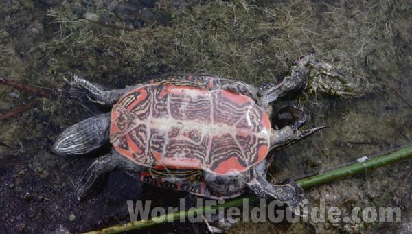 Ventral Side<br>(Origin of the Specimen: Aeneas Lake, Washington, USA)