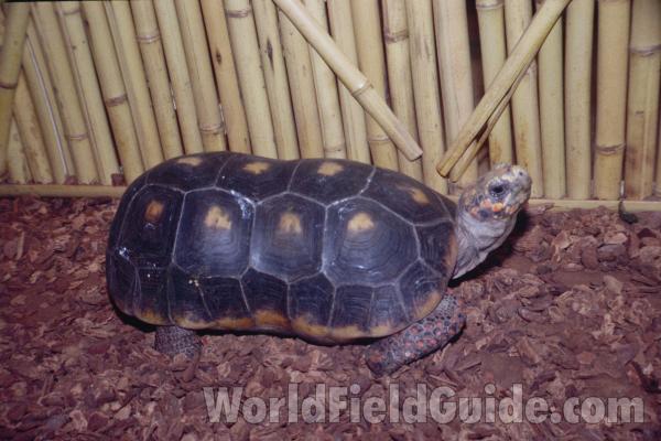 Zoo View<br>(Location of Picture: Reptile Show, Gurnee, Illinois)
