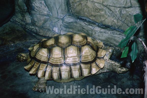 Zoo View<br>(Location of Picture: Reptile Show, Gurnee, Illinois, USA)