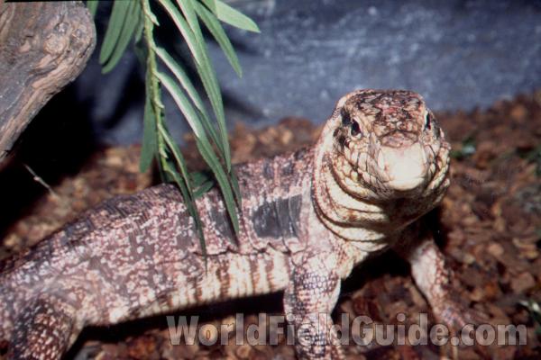 Zoo View<br>(Location of Picture: Reptile Show, Gurnee, Illinois, USA)