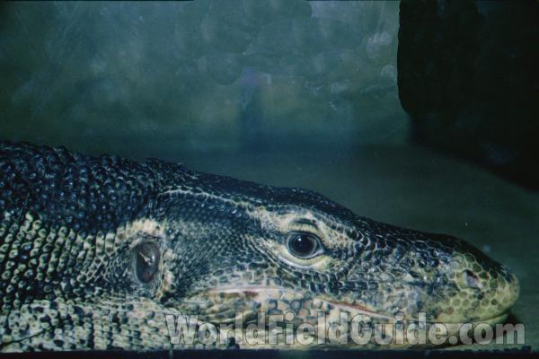 View Of Head<br>(Location of Picture: Reptile Show, Gurnee, Illinois, USA)