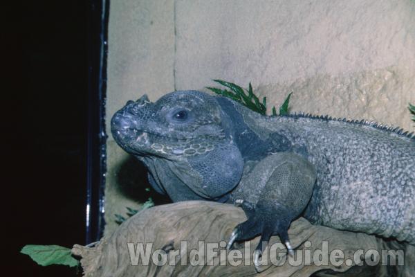 Head and Front Leg<br>(Location of Picture: Reptile Show, Gurnee, Illinois, USA)