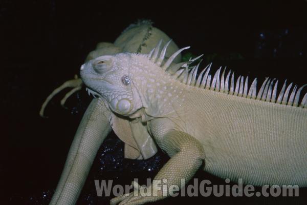 Front Of Body<br>(Location of Picture: Reptile Show, Gurnee, Illinois, USA)