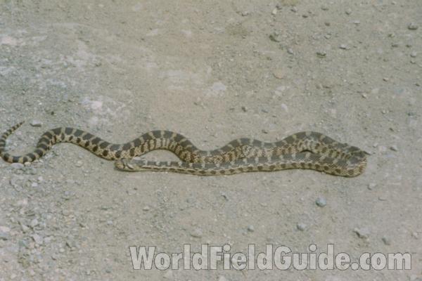 Habitat<br>(Location of Picture: Okanogan, Washington, USA)