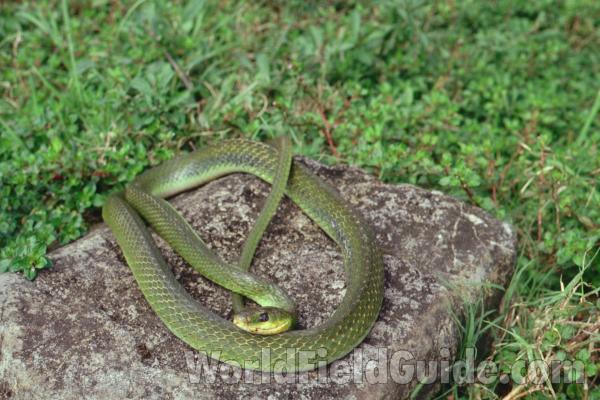 On Rock in  Habitat<br>(Location of Picture: Matagalpa, Nicaragua)