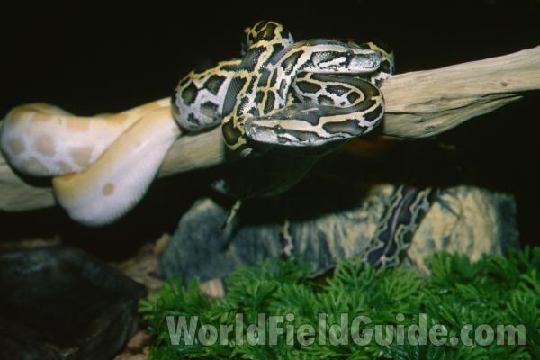 Burmese - Coiled - Young<br>(Location of Picture: Reptile Show, Gurnee, Illinois, USA)