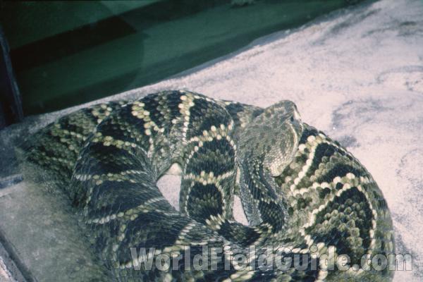 Body and Back Of Head<br>(Location of Picture: Reptile Show, Gurnee, Illinois)