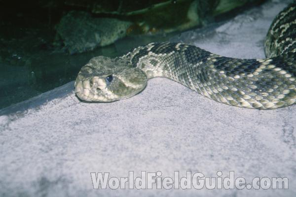Head Front View<br>(Location of Picture: Reptile Show, Gurnee, Illinois)