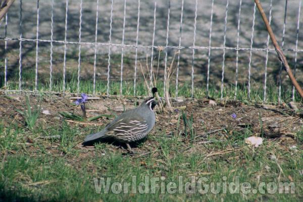 In Cage<br>(Location of Picture: Okanogan, Washington, USA)