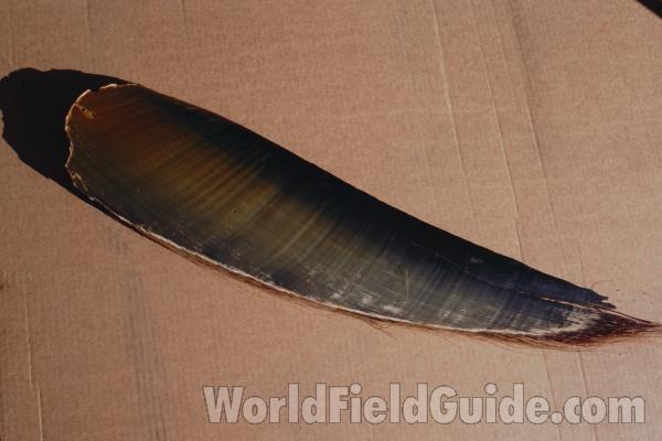 Baleen<br>(Location of Picture: Museum)