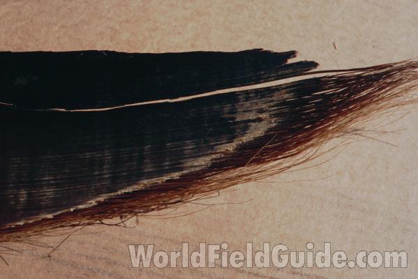Baleen - Close View<br>(Location of Picture: Museum)