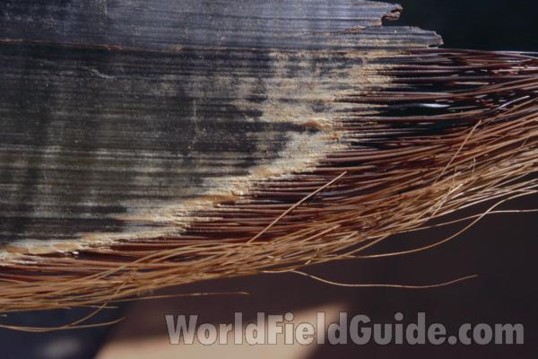 Baleen Closer View<br>(Location of Picture: Museum)