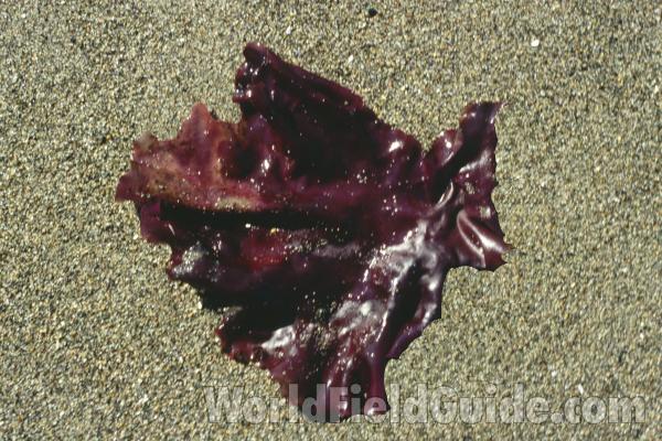 On Sand<br>(Location of Picture: Vancouver, Washington, USA)