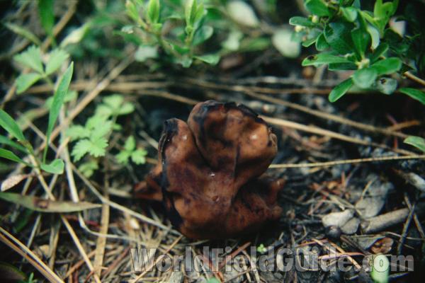 Habitat View - Closer View<br>(Location of Picture: Conconully, Washington, USA)