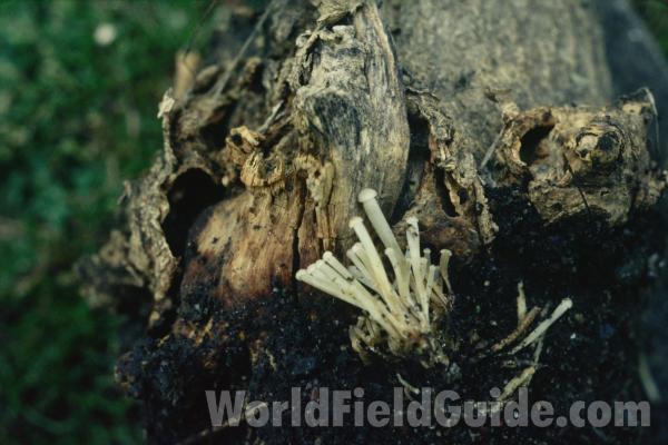 Habitat View<br>(Location of Picture: Okanogan, Washington, USA)