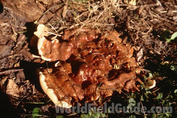Top View in  Habitat<br>(Location of Picture: Round Lake, Il, Sept 1998)