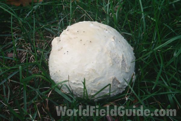 In Yard, Under Oak<br>(Location of Picture: Round Lake, Illinois, Fall 2001)