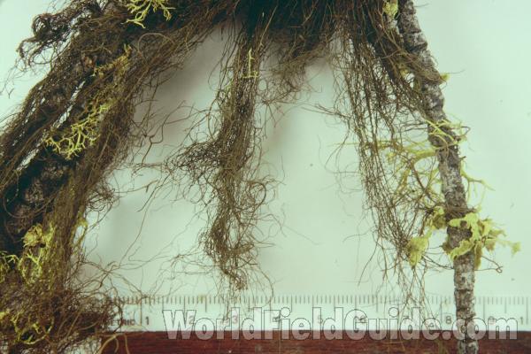 Mounted Specimen - Closer View<br>(Origin of the Specimen: Washington, USA)