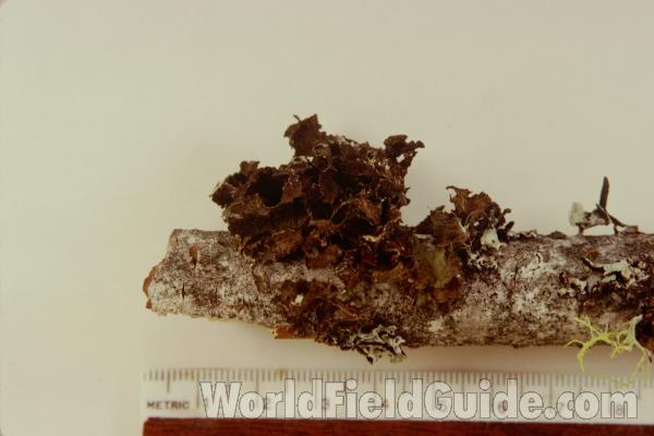 On Branch<br>(Origin of the Specimen: Washington, USA)