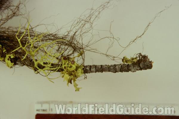 With Ruler<br>(Origin of the Specimen: Washington , USA)