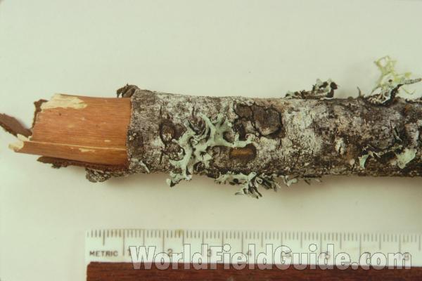 With Ruler<br>(Origin of the Specimen: Washington, USA)