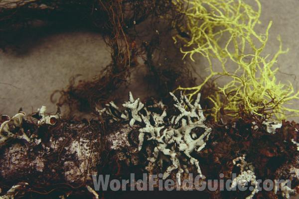 Close View<br>(Origin of the Specimen: Washington, USA)