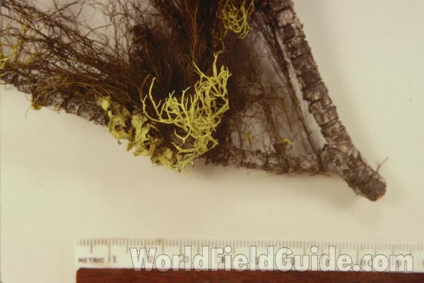 Against Ruler<br>(Origin of the Specimen: Washington, USA)